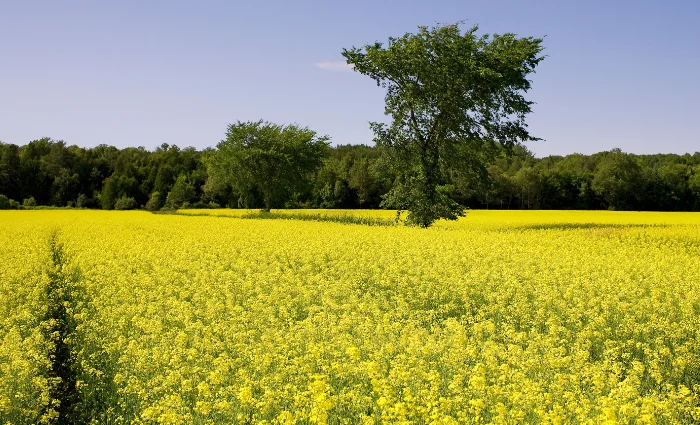 Mustard Fields